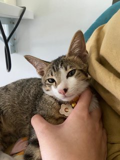 Croissant - Domestic Short Hair Cat