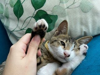 Croissant - Domestic Short Hair Cat