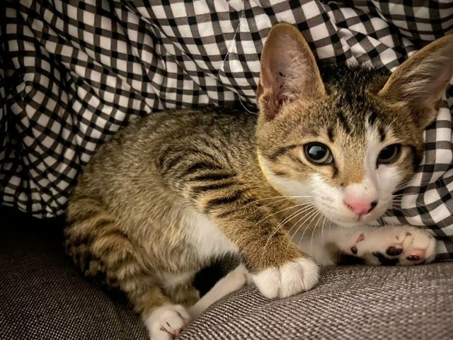 Croissant - Domestic Short Hair Cat