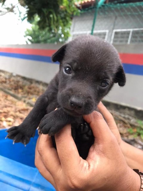 Maya, Mika, Mynaa  - Mixed Breed Dog