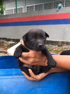 Maya, Mika, Mynaa  - Mixed Breed Dog