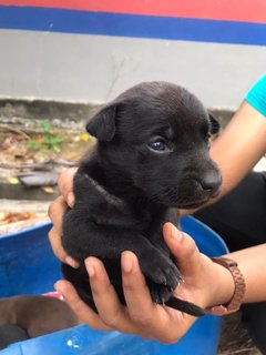 Maya, Mika, Mynaa  - Mixed Breed Dog