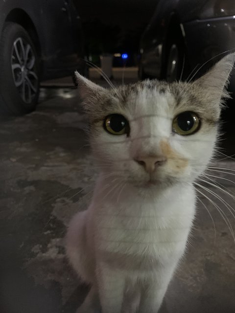 Xiaobai  - Domestic Short Hair Cat