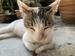 Xiaobai  - Domestic Short Hair Cat