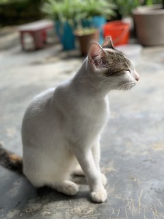 Xiaobai  - Domestic Short Hair Cat