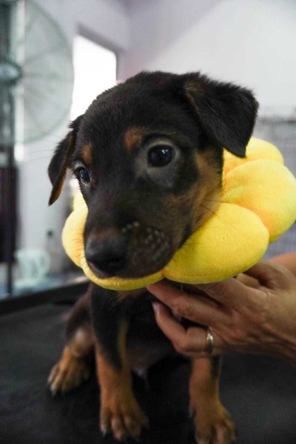 Barry Boy - Mixed Breed Dog