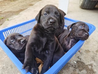 Duke X Duchess Junior - Great Dane + Rhodesian Ridgeback Dog