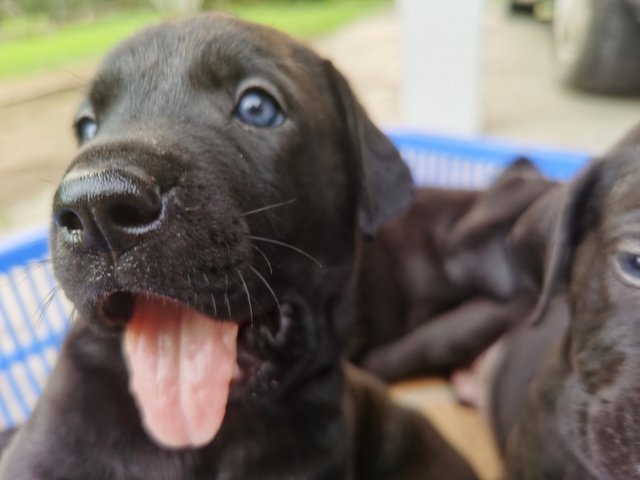 Duke X Duchess Junior - Great Dane + Rhodesian Ridgeback Dog