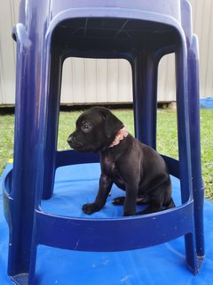 Duke X Duchess Junior - Great Dane + Rhodesian Ridgeback Dog