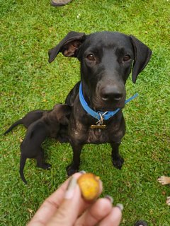 Duke X Duchess Junior - Great Dane + Rhodesian Ridgeback Dog