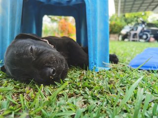 Duke X Duchess Junior - Great Dane + Rhodesian Ridgeback Dog