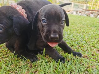 Duke X Duchess Junior - Great Dane + Rhodesian Ridgeback Dog