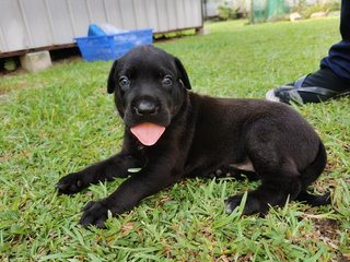 Duke X Duchess Junior - Great Dane + Rhodesian Ridgeback Dog