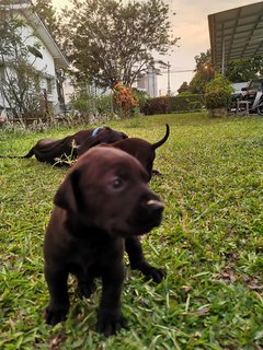 Duke X Duchess Junior - Great Dane + Rhodesian Ridgeback Dog