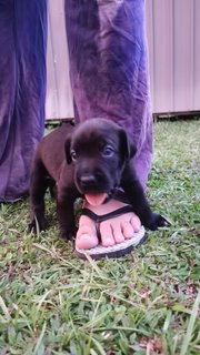 Duke X Duchess Junior - Great Dane + Rhodesian Ridgeback Dog