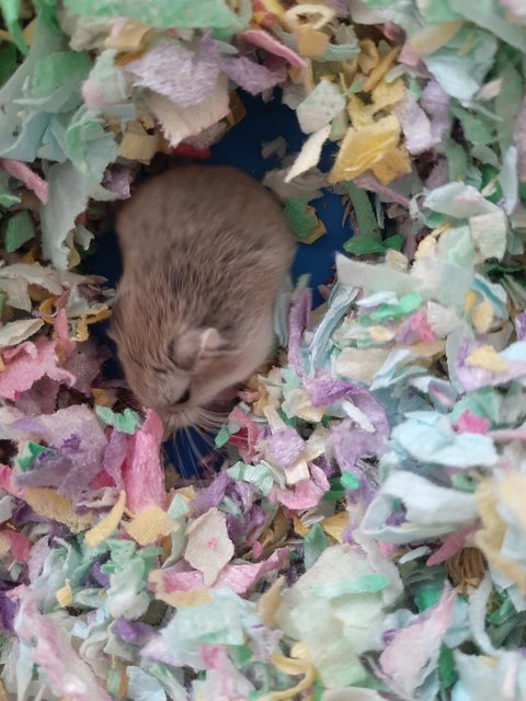 Roborovski Hamster - Roborovsky's Hamster Hamster