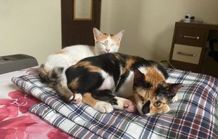 Pixie &amp; Pikelet - Domestic Short Hair Cat