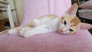 Mama Calico &amp; Kitten  - Domestic Short Hair Cat