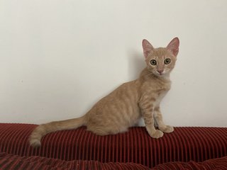 Oyen - Domestic Short Hair Cat