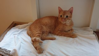 Teddy - Domestic Short Hair Cat