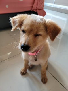 Babie - Terrier Mix Dog