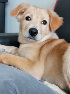 Babie - Terrier Mix Dog