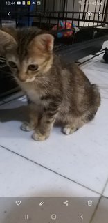 Golden Bengal  And Mixed Kitten - Bengal Cat