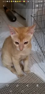 Golden Bengal  And Mixed Kitten - Bengal Cat