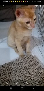 Golden Bengal  And Mixed Kitten - Bengal Cat