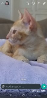 Golden Bengal  And Mixed Kitten - Bengal Cat