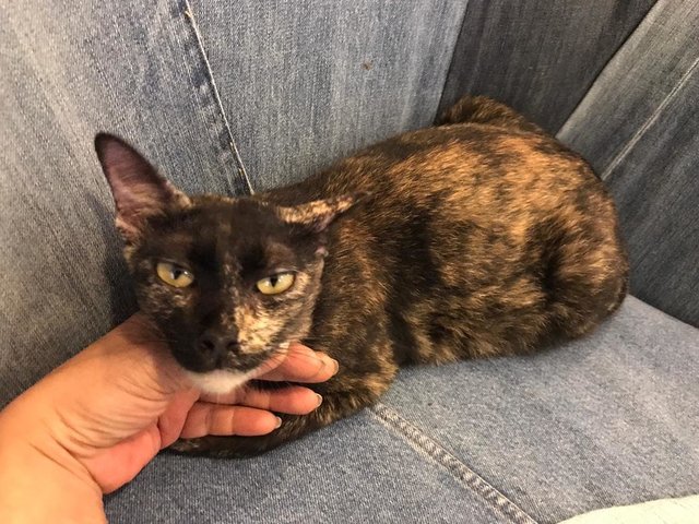 Tm @ Tortie Mama - Domestic Short Hair Cat