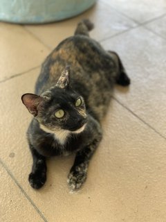 Tm @ Tortie Mama - Domestic Short Hair Cat