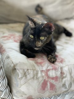 Tm @ Tortie Mama - Domestic Short Hair Cat