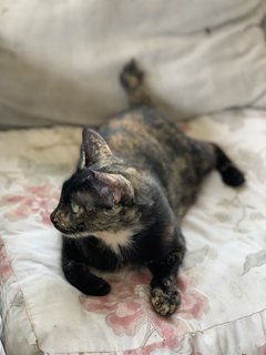 Tm @ Tortie Mama - Domestic Short Hair Cat