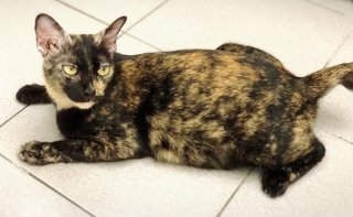 Tm @ Tortie Mama - Domestic Short Hair Cat