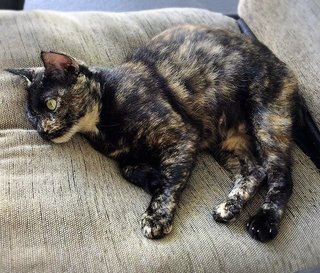 Tm @ Tortie Mama - Domestic Short Hair Cat