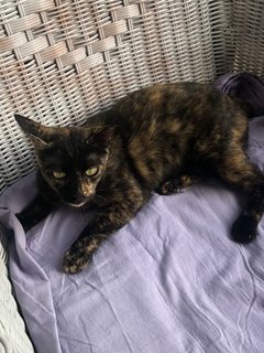 Tm @ Tortie Mama - Domestic Short Hair Cat