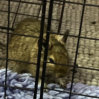 Degu - Degu Small & Furry