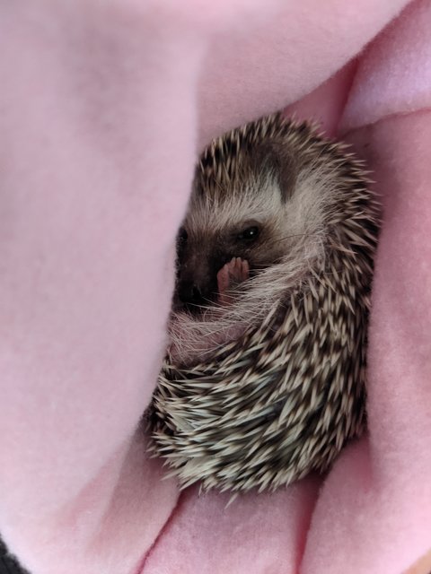 Chonky - Hedgehog Small & Furry