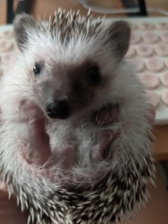 Chonky - Hedgehog Small & Furry