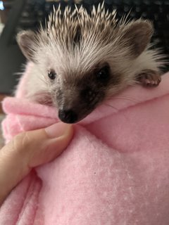 Chonky - Hedgehog Small & Furry