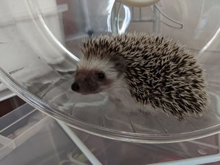 Chonky - Hedgehog Small & Furry