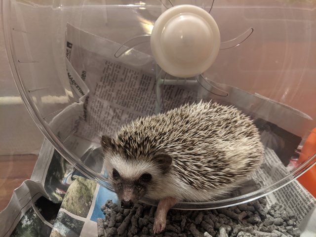 Sourdough - Hedgehog Small & Furry