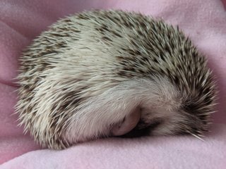 Sourdough - Hedgehog Small & Furry