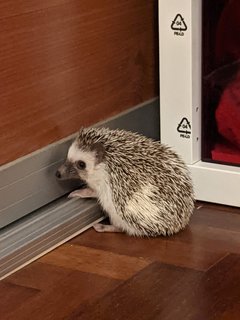 Sourdough - Hedgehog Small & Furry