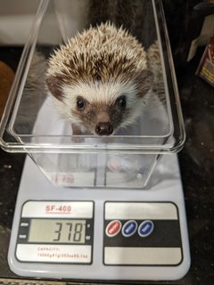 Sourdough - Hedgehog Small & Furry