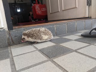 Sourdough - Hedgehog Small & Furry