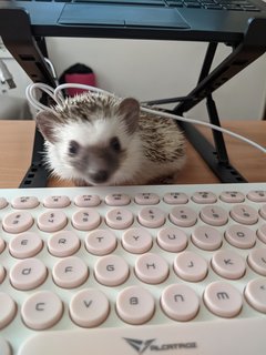 Sourdough - Hedgehog Small & Furry