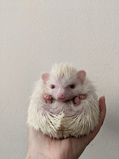 Chunky - Hedgehog Small & Furry