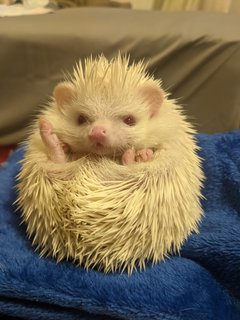 Chunky - Hedgehog Small & Furry